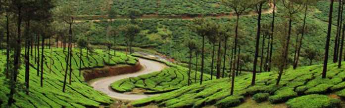 Kerala Tour Packages in Tea Gardens