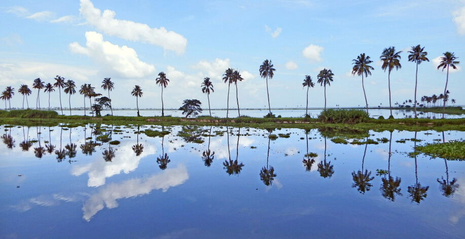Coconut Palms in Kumarakom, Kerala