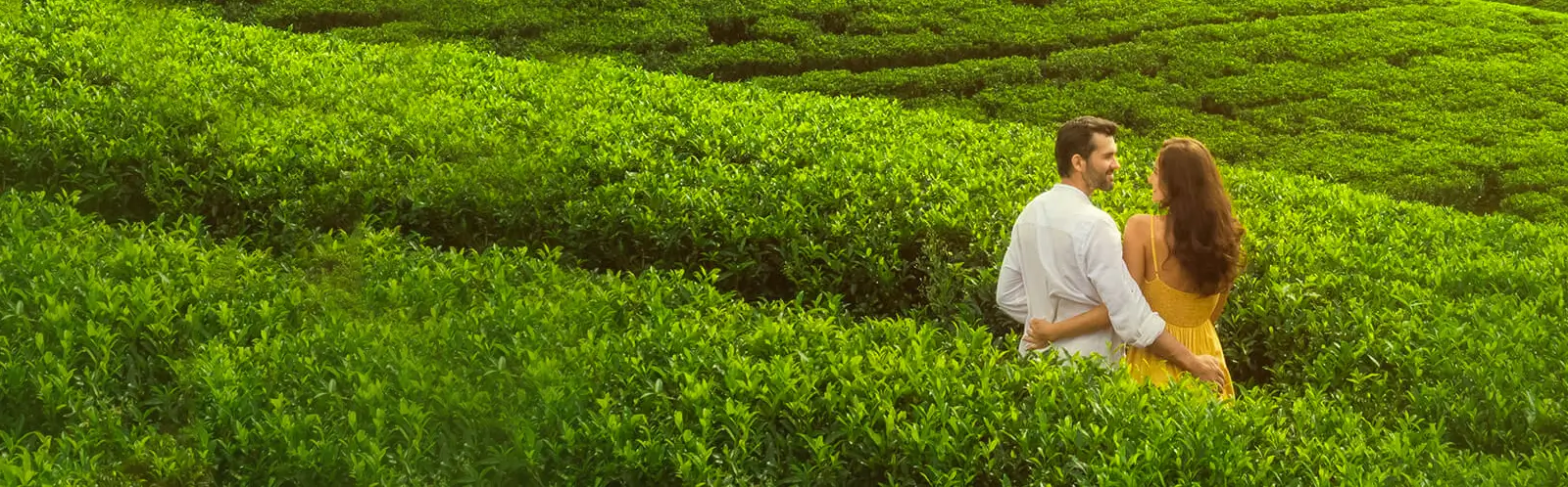 Honeymoon Couple enjoy the beauty of a tea plantation in Kerala