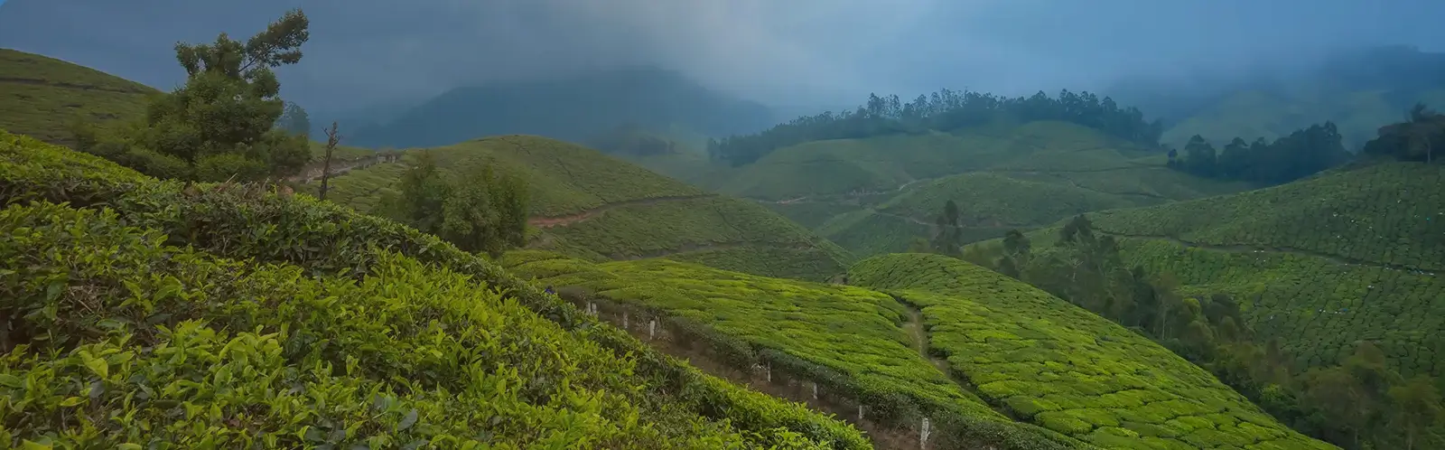 Kerala Honeymoons|Green Hope Tourism