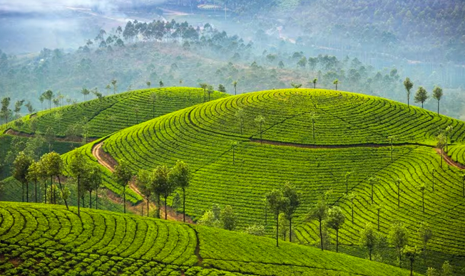 Kerala Honeymoons|Green Hope Tourism