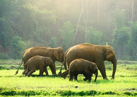 A heard of elephants walking through Periyar National Park