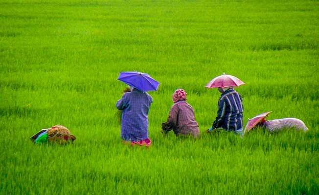 Kerala Honeymoons|Green Hope Tourism