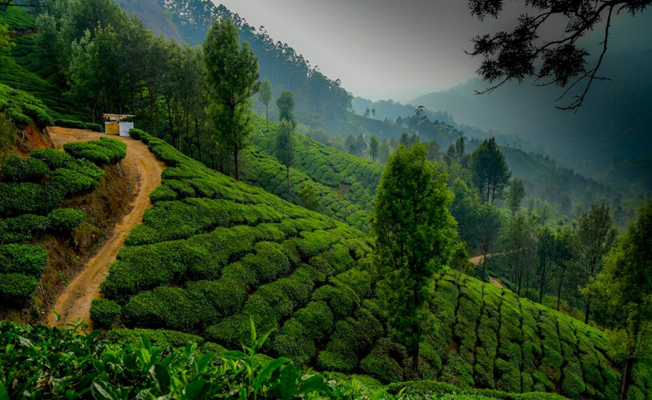 Kerala Honeymoons|Green Hope Tourism
