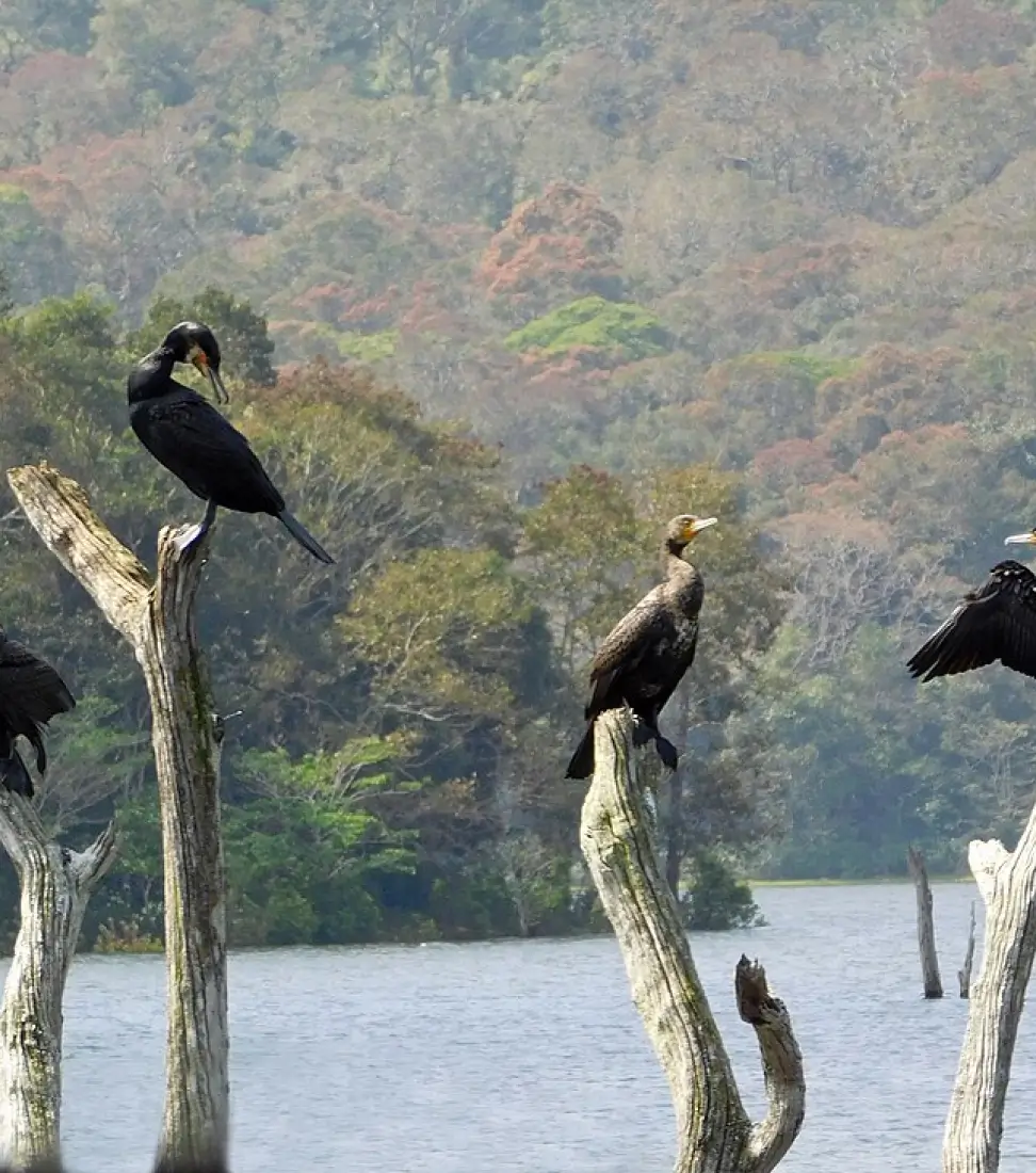  Bird are relaxing on the top of the submerged trees in the Periyar Lake, Thekkady.