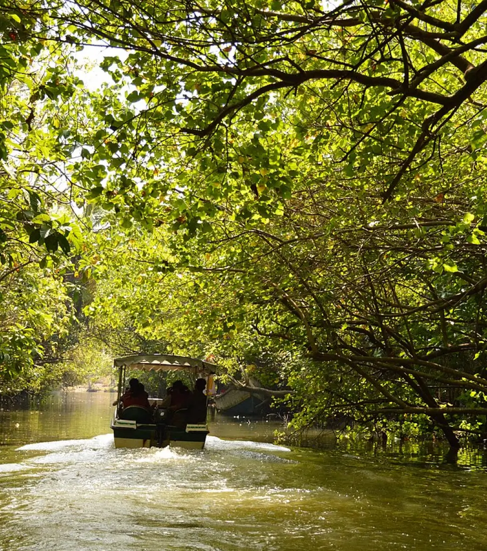 A small boat is travelling through the mangrove at Poovar, Trivandrum.